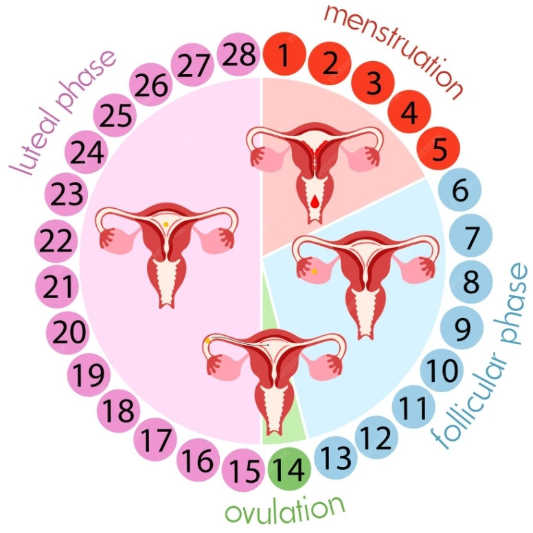 Le cycle menstruel expliqué : comprendre les 4 phases pour mieux vivre son cycle
